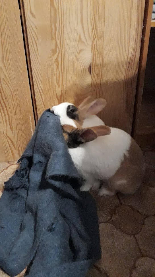 alvpyrola's tweet photo. @TheLongestJohns Bunnies! Myrra (the one with more brown) and Humla (the one with more black). https://t.co/JN3XsSUEh9