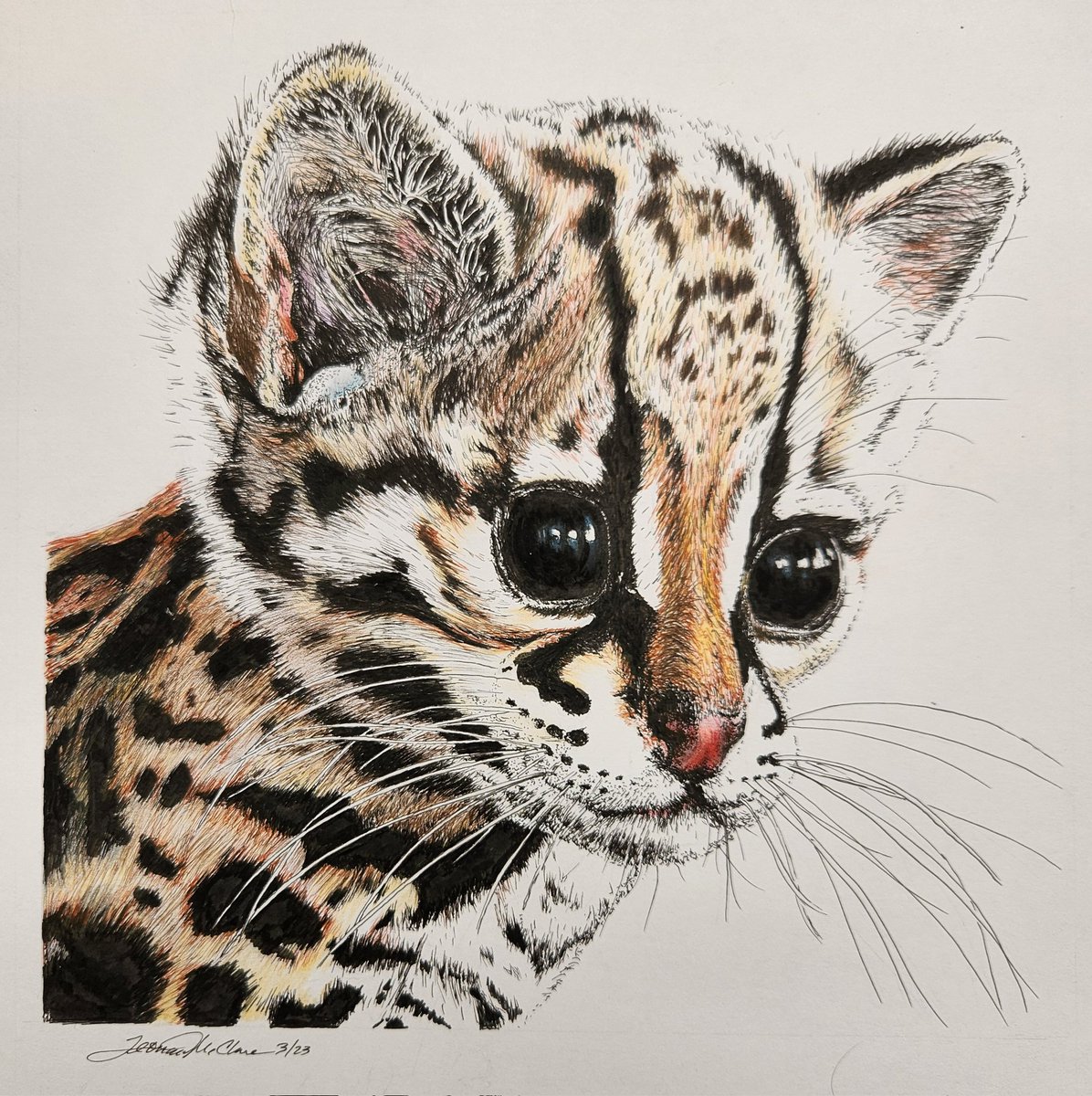 My first of 2023. OK, it's another cat. Young Margay. I couldn't resist. Various sized Micron pens - black, dark brown and brown. An assortment of Prismacolor pencils for embellishment. Image is 7.5 x 7.5.