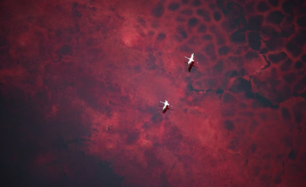 Derek Thompson tweet media