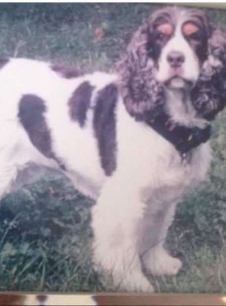 bs2510's tweet photo. MEGAN #SpanielHour

Female #CockerSpaniel Spayed Older Adult White with brown spots Big ginger eyebrows Tagged Microchipped

#Missing 24 Oct 2016 #Elvetham Heath estate heathland in the centre of the estate that backs onto the M3 GU51

https://t.co/enXd1opKPh https://t.co/UqrvFf6A8v