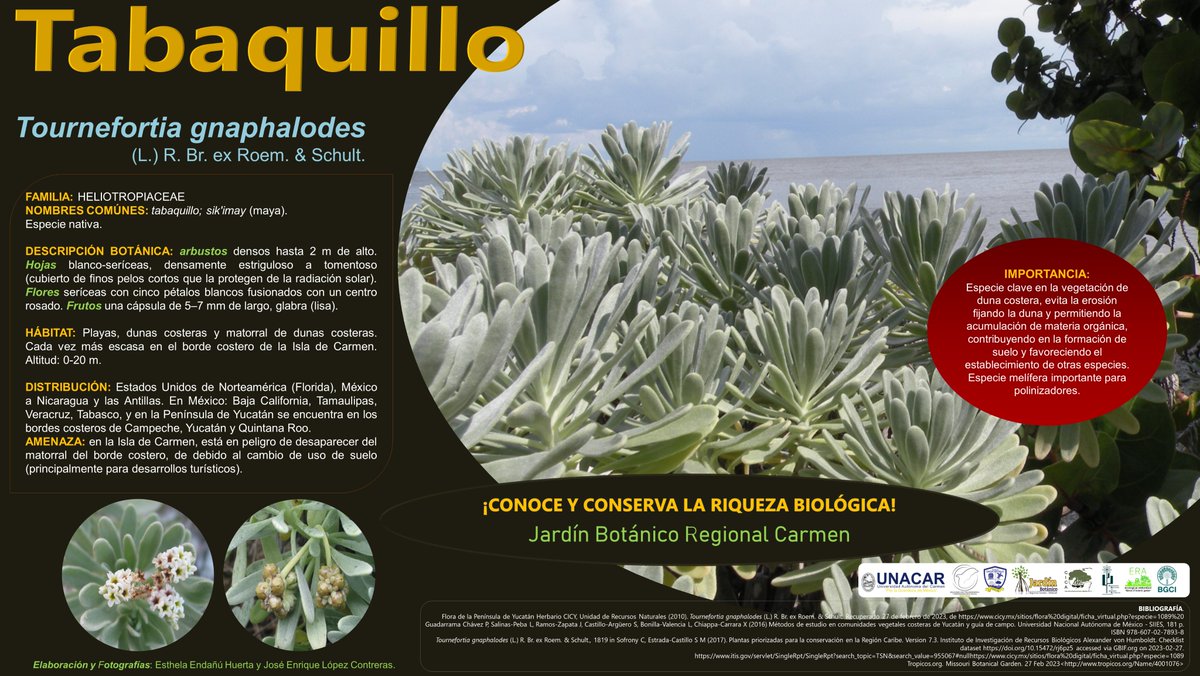 radiodelfin's tweet photo. Jardín Botánico Regional Carmen @UNACAR presenta el #tabaquillo (Tournefortia gnaphalodes (L.) R. Br. ex Roem. & Schult.) un arbusto adaptado para vivir en ambientes de #dunacostera, formando matorrales importantes en la fijación del suelo.
::: Facultad de Ciencias Naturales ::: https://t.co/ChofqRFHXS