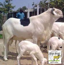 الإعلان الزراعي ..(سند) tweet media