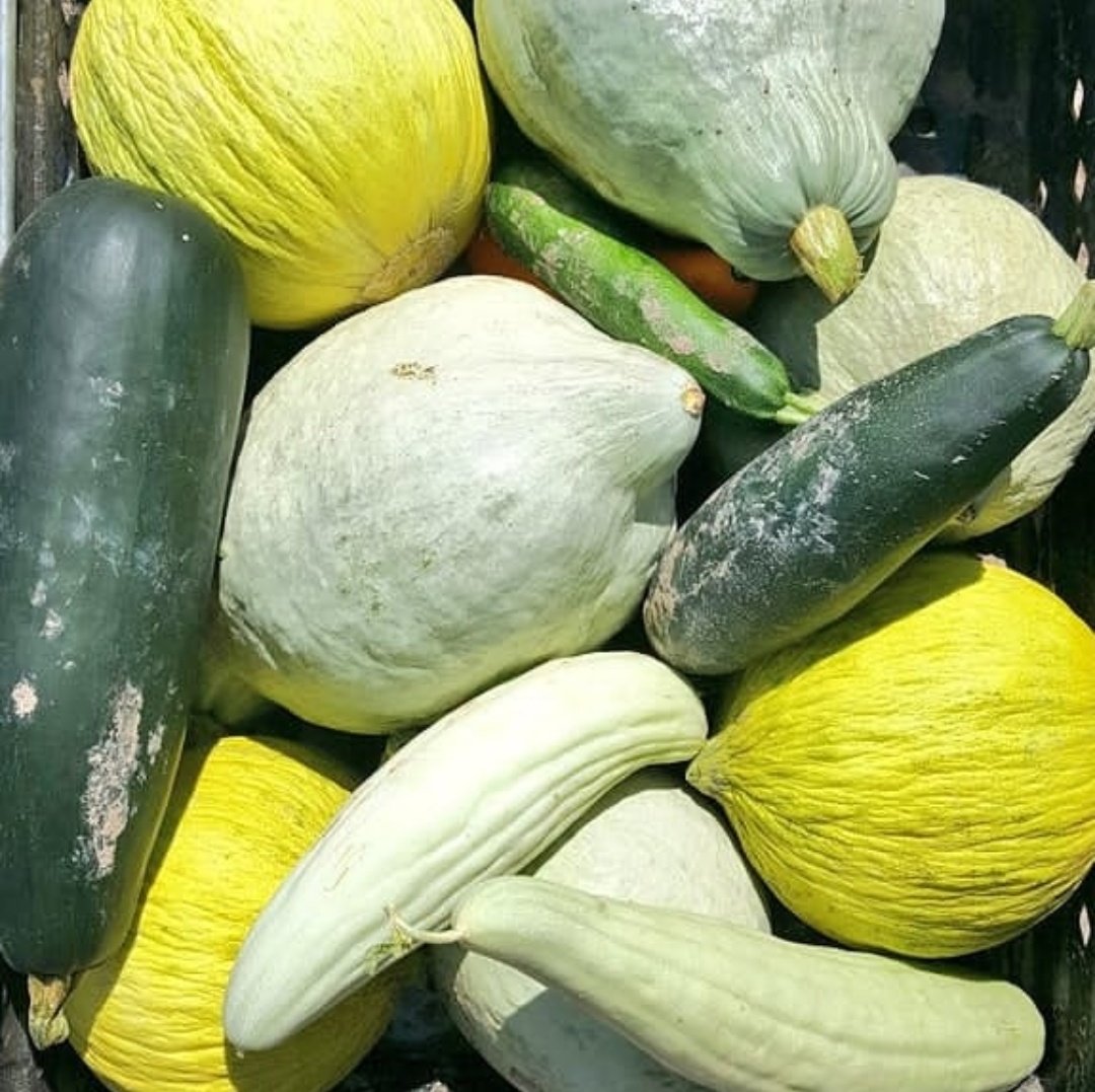 gbeyale's tweet photo. Wóózhchį́į́d (March) Sale! 4 day sale

Check out our seed collection!
🌽🌱🫘💚🎃🌱🍉💚🥒

Use #GREENHOUSE at checkout to receive 13% off your entire order &amp; support our efforts to build our first greenhouse on the farm.

INDIGENOUS. ORGANIC. UNALTERED.

https://t.co/EkftUocN4H https://t.co/y4cxB698ib