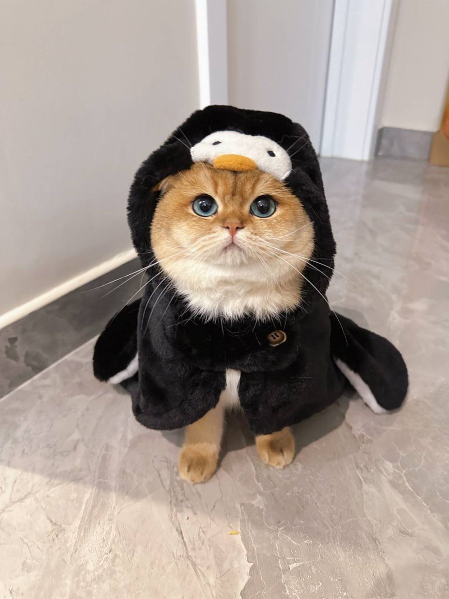 lemonade_0817's tweet photo. I saw my colleague’s cat in the office today, which gave me the idea of keeping a pet again🤣 https://t.co/aPNLnUUNp6
