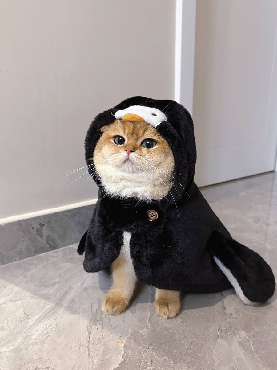 lemonade_0817's tweet photo. I saw my colleague’s cat in the office today, which gave me the idea of keeping a pet again🤣 https://t.co/aPNLnUUNp6