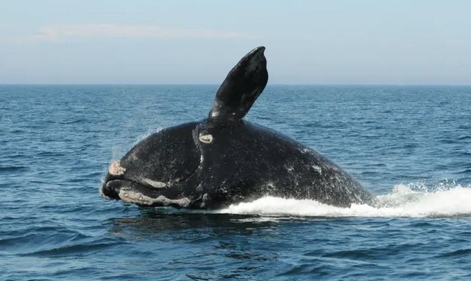 saveLBIorg's tweet photo. @LiloStainton These are facts, 14 #Whaledeaths since Dec.1, 6 dolphin deaths in 10 days all occurring while OSW surveying taking place #pauseforcause https://t.co/nB0ddzVLiK