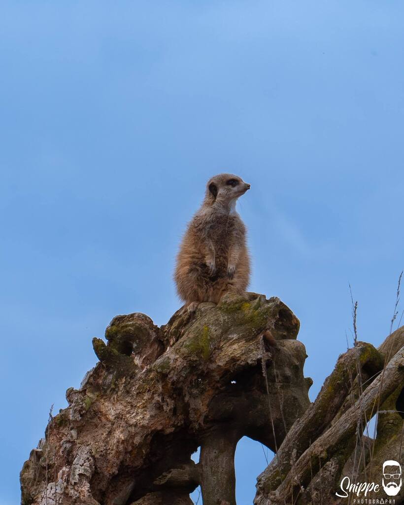 Op de uitkijk. 

 #stokstaartje #meercat #wildlands #emmen #drenthe #zoo #zoophotography #photography #animal #naturephotography #zooanimal #dierentuinfotografie #dierentuinen #zoo #dagjeweg #dagjeuit #dierenfotografie #heelhollandfotografeert #heelholla… instagr.am/p/CpQixpAMagD/