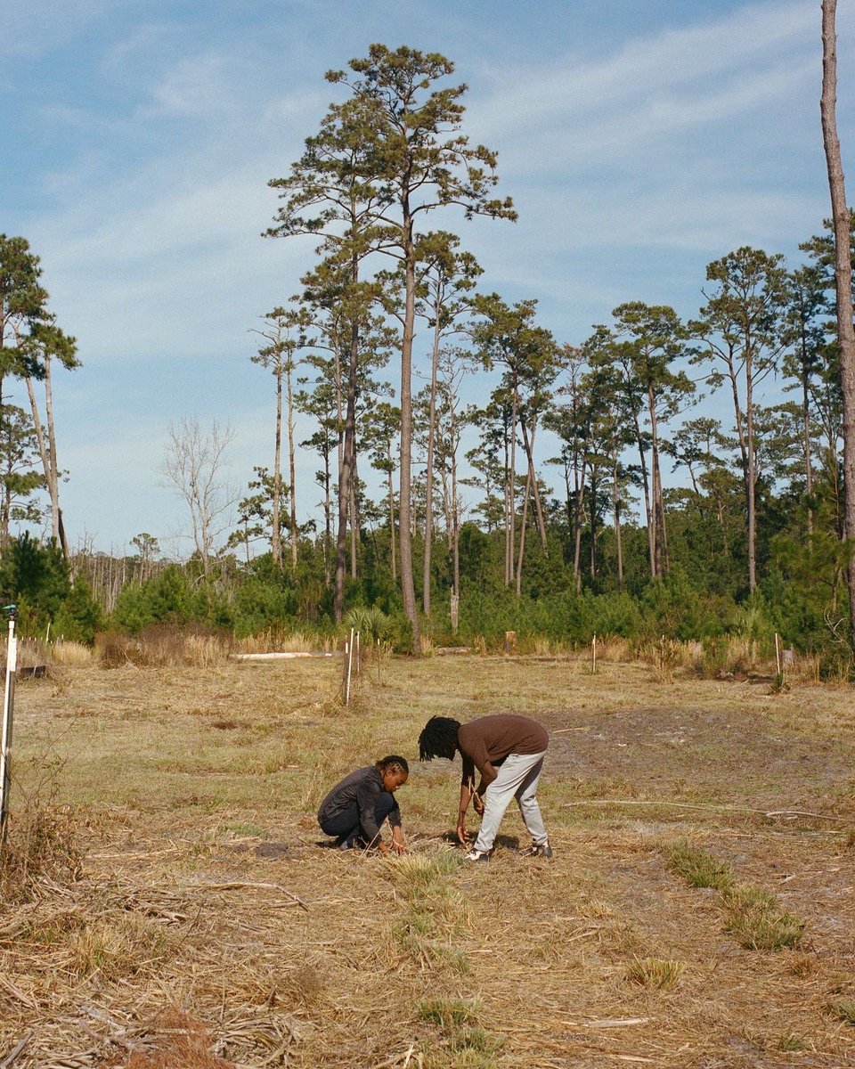 Tokala Pt 4 - Sapelo ❤️‍🔥 “Mostly undeveloped and 20 minutes from the mainland, Sapelo is a world apart. The oblong-shaped island is often hot and humid, with wide beaches and sweetgrass marshes as well as maritime forests dense with oaks and palmettos.” bit.ly/3Y6a9fC