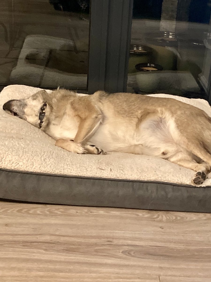 My darling Stanley,when you arrived last August I just wanted you to feel safe and loved,I think you do 💕