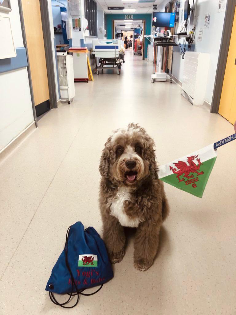 YogiBearBowen's tweet image. A proud day today! I celebrated St David’s Day by visiting Frimley Park Hospital whilst wearing my Welsh Bandana 🏴󠁧󠁢󠁷󠁬󠁳󠁿🐾 Lots of banter regarding the Rugby 🏉!

Dydd Gŵyl Dewi Hapus

#PATdog #PetsAsTherapyUK #AustralianLabradoodle #FrimleyHealthFamily #PATVolunteers @PetsAsTherapyUK