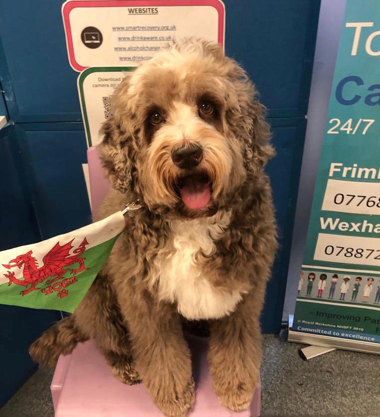YogiBearBowen's tweet image. A proud day today! I celebrated St David’s Day by visiting Frimley Park Hospital whilst wearing my Welsh Bandana 🏴󠁧󠁢󠁷󠁬󠁳󠁿🐾 Lots of banter regarding the Rugby 🏉!

Dydd Gŵyl Dewi Hapus

#PATdog #PetsAsTherapyUK #AustralianLabradoodle #FrimleyHealthFamily #PATVolunteers @PetsAsTherapyUK
