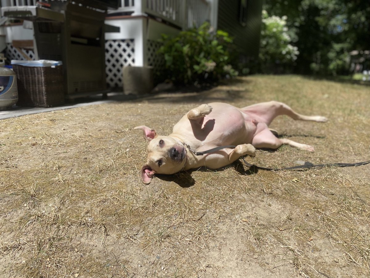wordsfromrod's tweet photo. Happy Birthday to the goodest of all good boys #realgoodboy https://t.co/Ciq5BsBwJN
