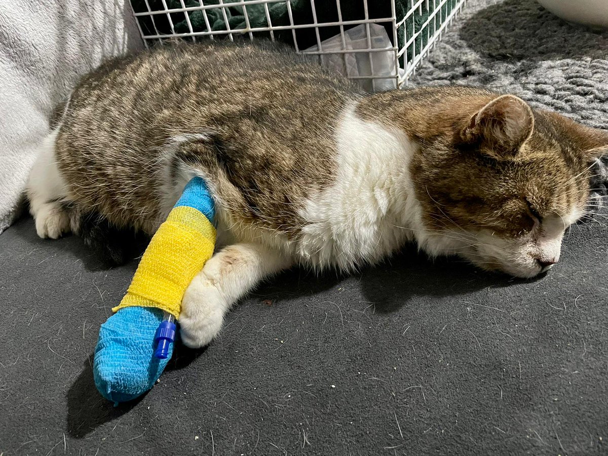 Remember George? He was the old street cat we rescued during winter when it was freezing cold. He had no teeth, breathing issues so we took him in. He's now been off food &amp; breathing got worse this last week. Send your best wishes for him.

#PawsForGeorge #bless #oldboy