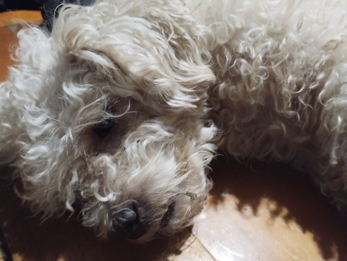 toobadenmifuner's tweet photo. Hola me llamo Lucas vengo a pedir ayuda porque ya no sé que más hacer, mi perra tiene tumores en las mamas y necesito q le hagan estudios para saber si son malignos o no, son muchos y cada uno sale alrededor de 5k, les pido por favor ayuda ya no sé que más hacer
alias: perillo.13 https://t.co/L9TFiK5vN3