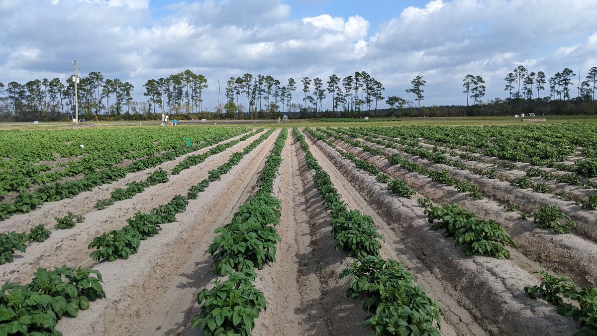 Visited our potato nematode trials <a href="/UF_HAEC/">UF_HAEC</a> again this week.

Seeing canopy stunting in some treatments, which is consistent with sting nematode damage, the primary target nematode in these trials.

Testing various nematicides and fall/summer cover crops in these trials.