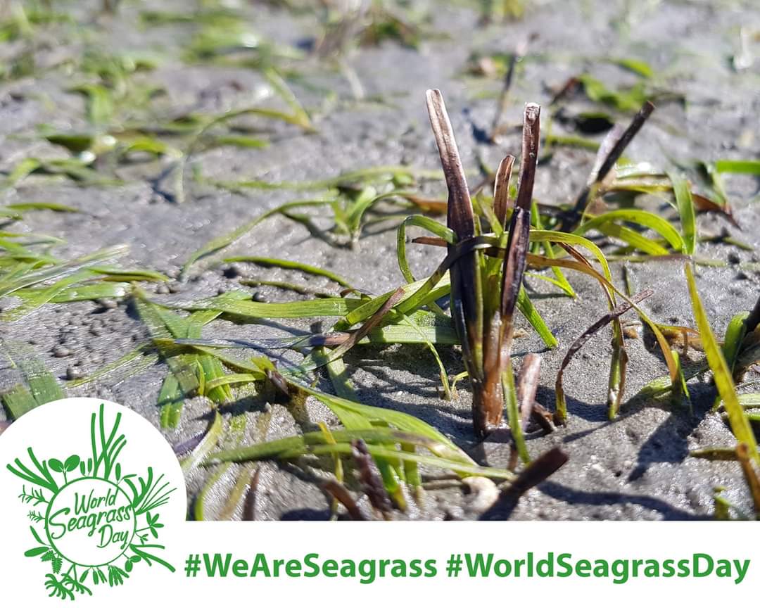 Happy #WorldSeagrassDay