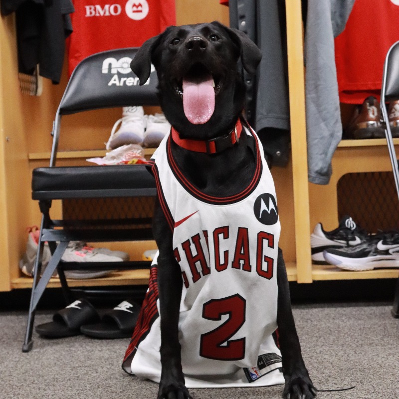 windycitybulls's tweet photo. 🚨 Attention Dog PAW-rents 🚨

Enter the Dog Day Costume Contest by replying to this post with a picture of your pup in their best basketball-themed outfit. Top 3 posts will receive a special in-game surprise on 3/18! 👀🐾