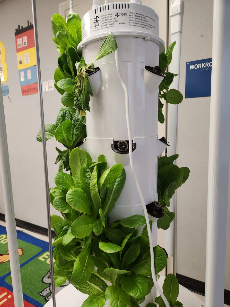 Our hydroponics gardens are flourishing! 🪴 @dhenderson_sci