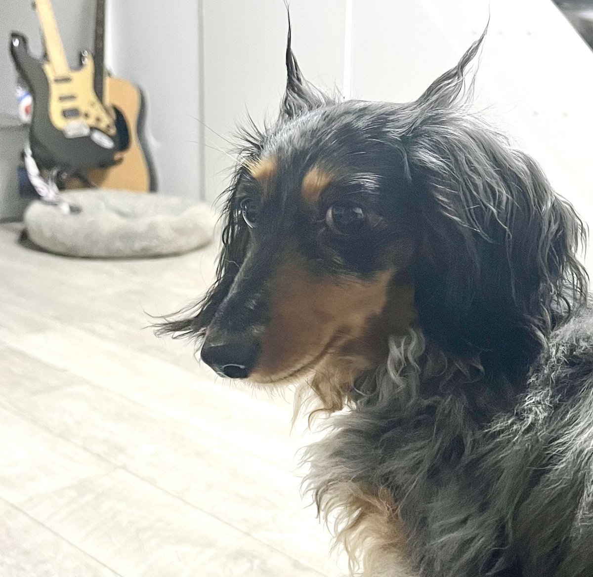 Mama says … this sums up #crazytits … apparently Elvis sang about her 🥰🥰🥰 #devilindisguise #funny #sausagearmy #londonlowriders