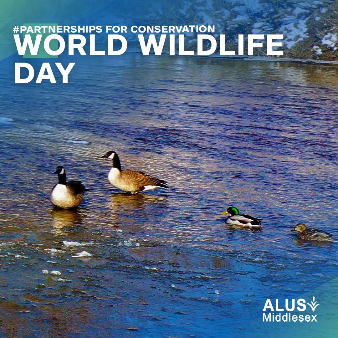 ALUSMiddlesex's tweet photo. Today is #WorldWildlifeDay!

This year's theme is #partnershipsinconservation, and we’d like to thank all our local partners – from funders to farmers – for their support and effort in keeping planet healthy, biodiverse, and beautiful.
Happy #WWD2023!
@WildlifeDay #WWD https://t.co/8syQDPAwnF