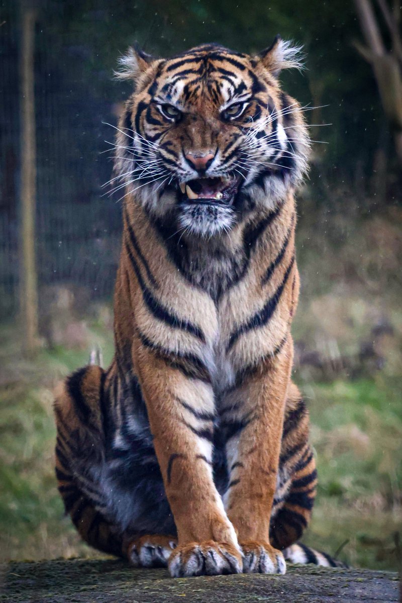 JohnWalksuk's tweet photo. Such an awesome day with the family at @TwycrossZoo finally after 4 trips did I get to see this beautiful Sumatran Tiger just sitting there posing for me!

#twycrosszoo #tiger #sumatrantiger #conservation #CanonR10 https://t.co/bWSh7Cx88m