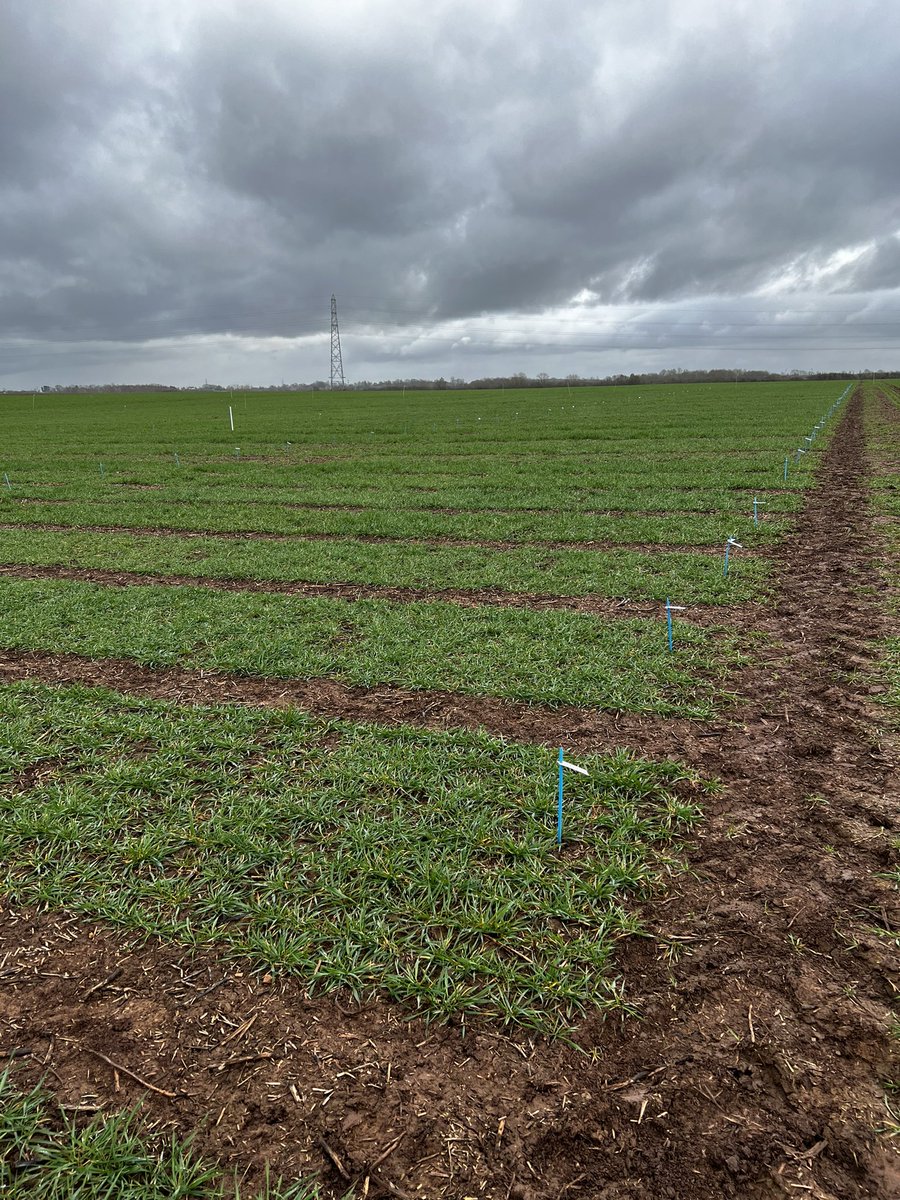 rob_rodders's tweet photo. A fantastic day at @DSVUKSEEDS Flawborough. All plots were drilled on the 13th October at 360 S/m2. A lot of new varieties in the pipeline, canβt wait to see how they perform!
#winterwheat #seedtrade #trialsite #agronomy #agrii https://t.co/Xwsu7NY3lO
