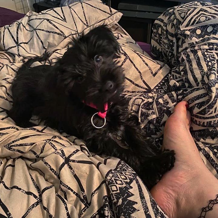 Bitter9k's tweet photo. We are Legión,  we are many ~~ my new little cute baby pup *^* https://t.co/sgAwkVlHBd