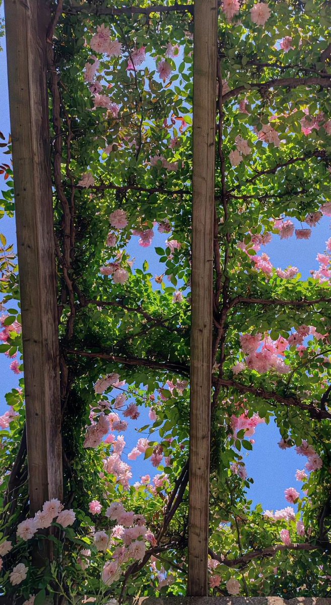 a sky full of flowers.