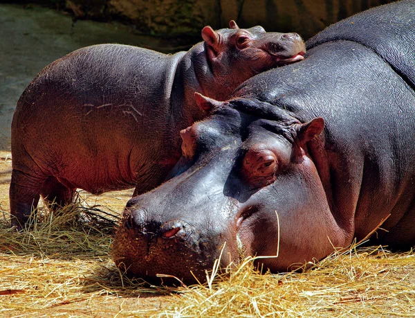 PlataformaALTO's tweet photo. ¡Buena noticia! Gobernador de Antioquia @anibalgaviria anunció esta tarde que 70 hipopótamos🦛 de la Hacienda Nápoles serán trasladados a santuarios de protección animal en México e India 👏👏💚. 
Una iniciativa a aplaudir, pues algunas personas han pedido que sean cazados. https://t.co/eU6EynOxCf