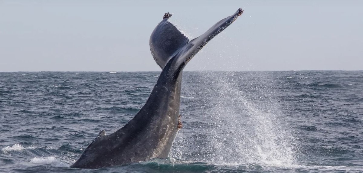 Over 13M people go whale watching yearly in +100 countries in an industry valued at around $2 bn.

Ahead of #WorldWildlifeDay, meet <a href="/UNDP/">UN Development</a>'s Jon Hall from <a href="/HDRUNDP/">Human Development</a> who with <a href="/rewild/">Re:wild</a> has redesigned the largest mammalwatcher’s forum. #ForNature, here is more: go.undp.org/c2dR