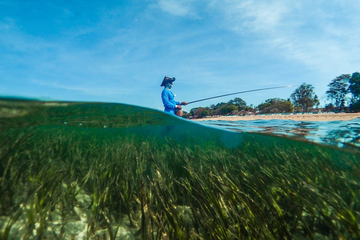 It's #WorldSeagrassDay, and @11thhourteam is celebrating with @theoceanagency's 7 things absolutely everyone should know about seagrass! Find out why this flowering plant (not seaweed) is so spectacular -> 11thhourracingteam.org/news/7-things-… 📷 Ben Jones / Ocean Image Bank