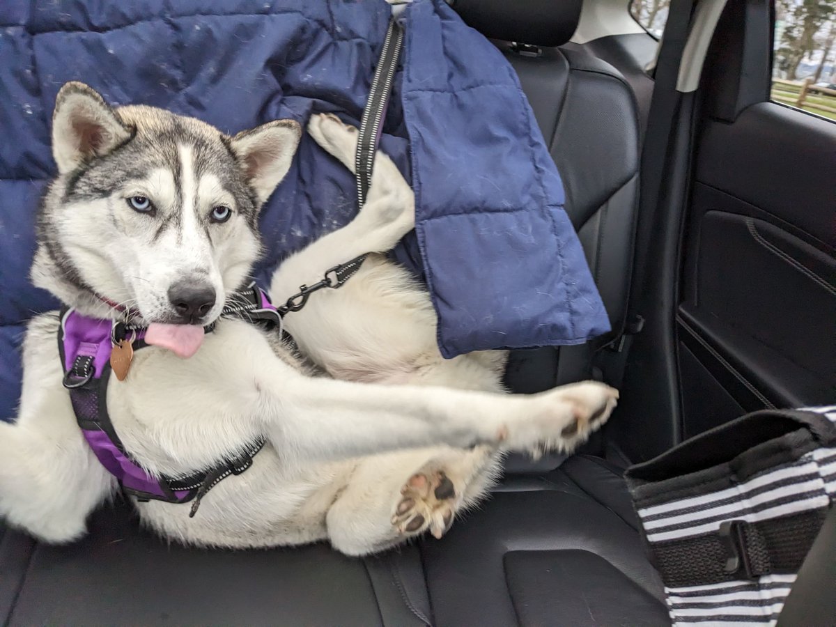 E_R_A_writes's tweet image. &quot;Momma...HALP!! 
The position I found my dog in when I parked the car today. 🤣 (she&apos;s fine, and I&apos;ve adjusted her seatbelt length so this doesn&apos;t happen again). #rivathesiberian #derpydog
