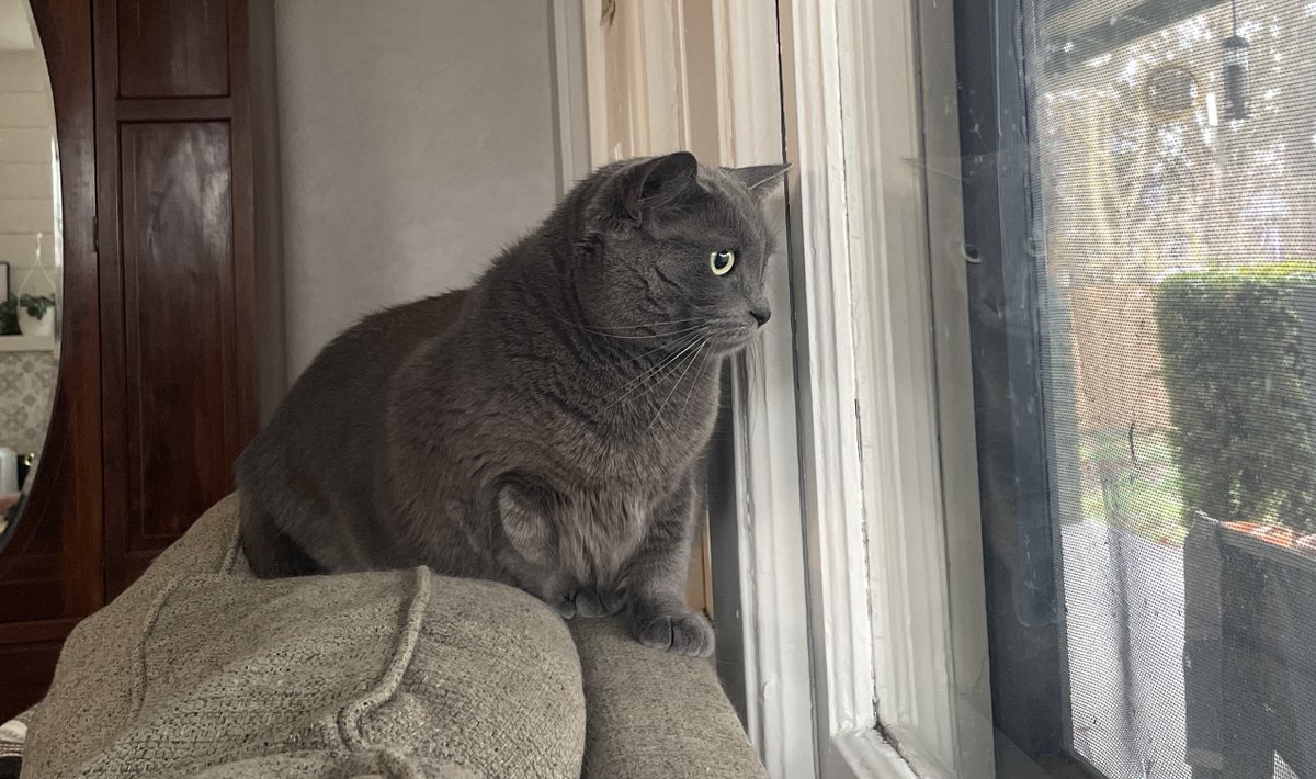 There is so much bird drama happening at my feeders today that I think my cat's little brain might simply explode from enthusiasm. (She is safely inside, away from birds.)