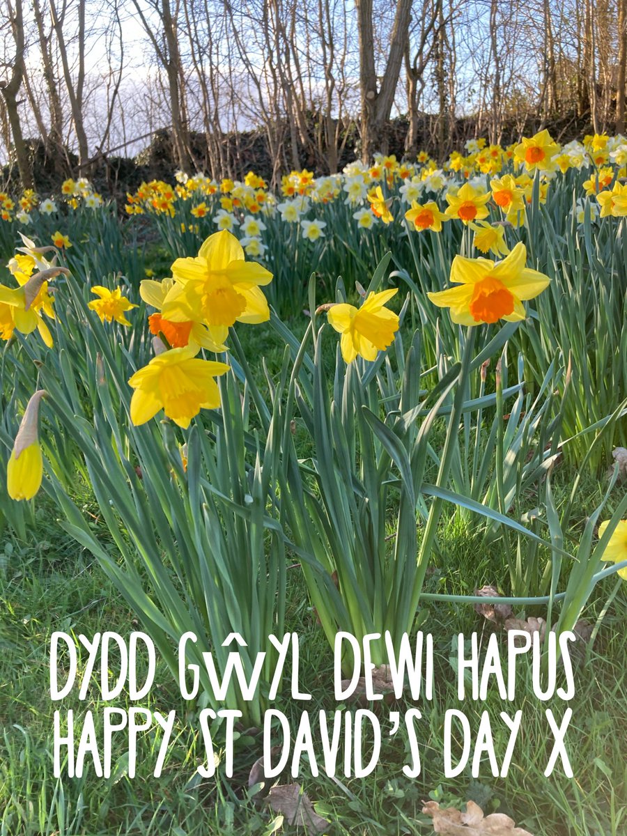 Hope your St David’s Day was good @visitwales @InvestWales @WTMWomen @WELSHCHEFS @HeartNorthWales #StDavidsDay #spring #daffodil #happyday