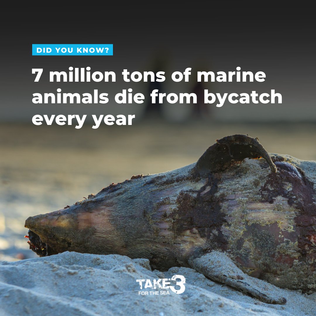 Bycatch is the accidental capture and subsequent death of non-target animals during fishing. Shockingly, at least 7 million tons of marine animals needlessly perish in this manner each year. Full story here: rb.gy/xzzqtz