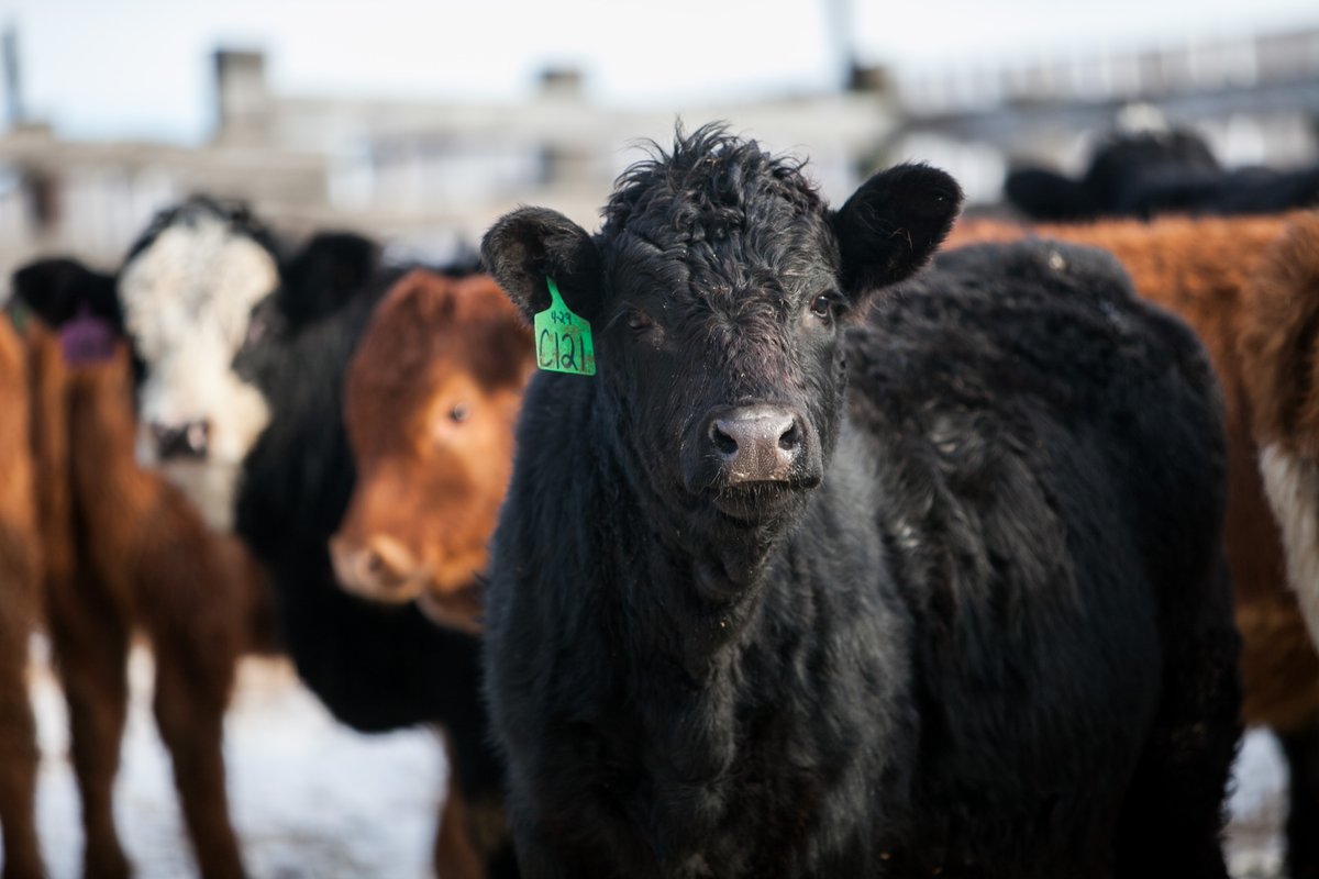 WCVMToday's tweet photo. In the latest #BeefCattleHealth and #Nutrition #Podcast episodes, #WCVM professor Dr. John Campbell talks about diarrhea-causing calf illnesses, helping cows at calving, managing colostrum & a disease unit case.
Listen wherever podcasts are available!
#cattlehealth #beefcattle https://t.co/ips6zjAfZj