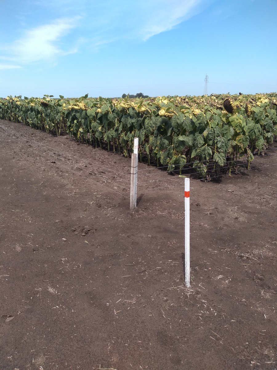 Patricio Heiland tweet media