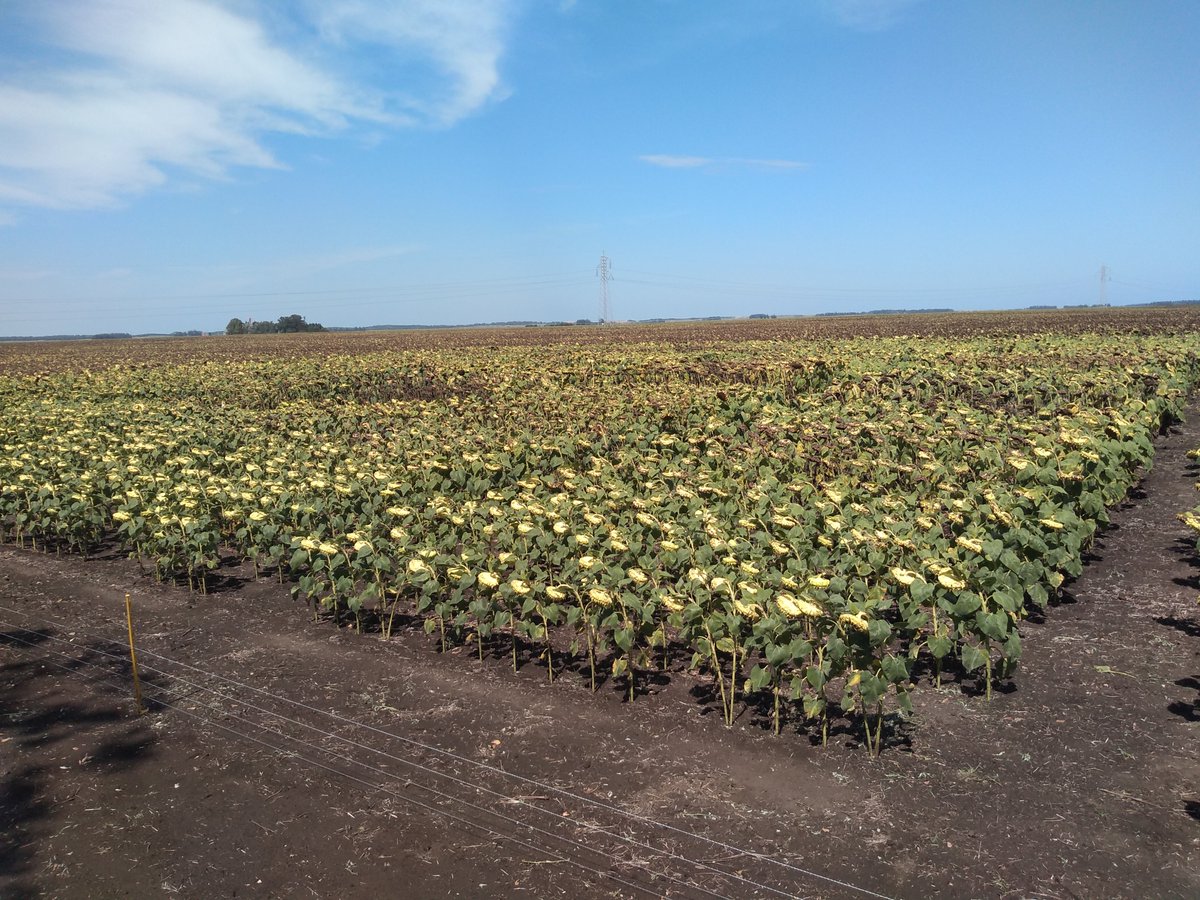 Patricio Heiland (@heilandpatricio) on Twitter photo En las 3 fotos se observa el ensayo comparativo de rendimiento de girasol realizado para la empresa Nuseed en el establecimiento Moro Hue (RP 88 a 20 km de Necochea hacia MdP). Estรก semana espero la visita de los tรฉcnicos. <a href="/NuseedSemillas/">๐ก๐๐๐ฒ๐ฒ๐ฑ ๐ฆ๐ฒ๐บ๐ถ๐น๐น๐ฎ๐ ๐ฑ</a> En las 3 fotos se observa el ensayo comparativo de rendimiento de girasol realizado para la empresa Nuseed en el establecimiento Moro Hue (RP 88 a 20 km de Necochea hacia MdP). Estรก semana espero la visita de los tรฉcnicos. <a href="/NuseedSemillas/">๐ก๐๐๐ฒ๐ฒ๐ฑ ๐ฆ๐ฒ๐บ๐ถ๐น๐น๐ฎ๐ ๐ฑ</a>