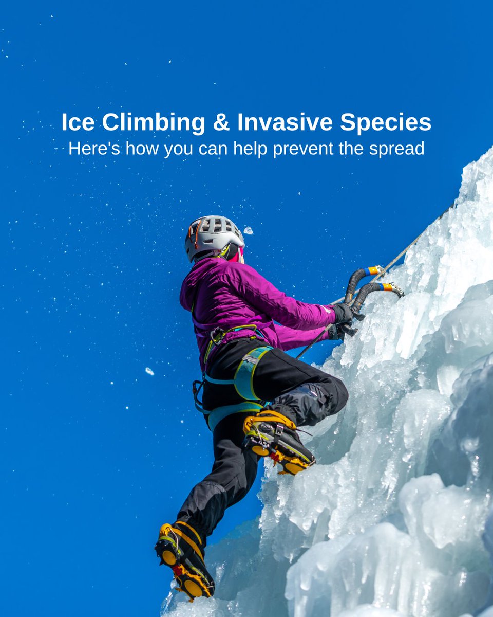 LRinvasives's tweet photo. When you enter a new environment, it’s important to remember that you could be bringing along a few unwanted hitchhikers, aka invasive species.
❄️Yes, even in the winter!
Learn more at https://t.co/Z9twxPWAnm
#PlayCleanGo #Lillooet #IceClimbing #MarbleCanyon #Duffey #POW https://t.co/PqwwVt9Xkf