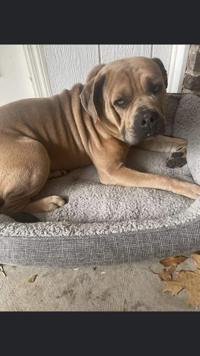 JoeStreck's tweet image. Hey, @corbydavidson found this sweetheart at zboaz park in west Fort Worth area last night, clearly abandoned. Sweet dog. Please help spread the word, he needs a permanent home.