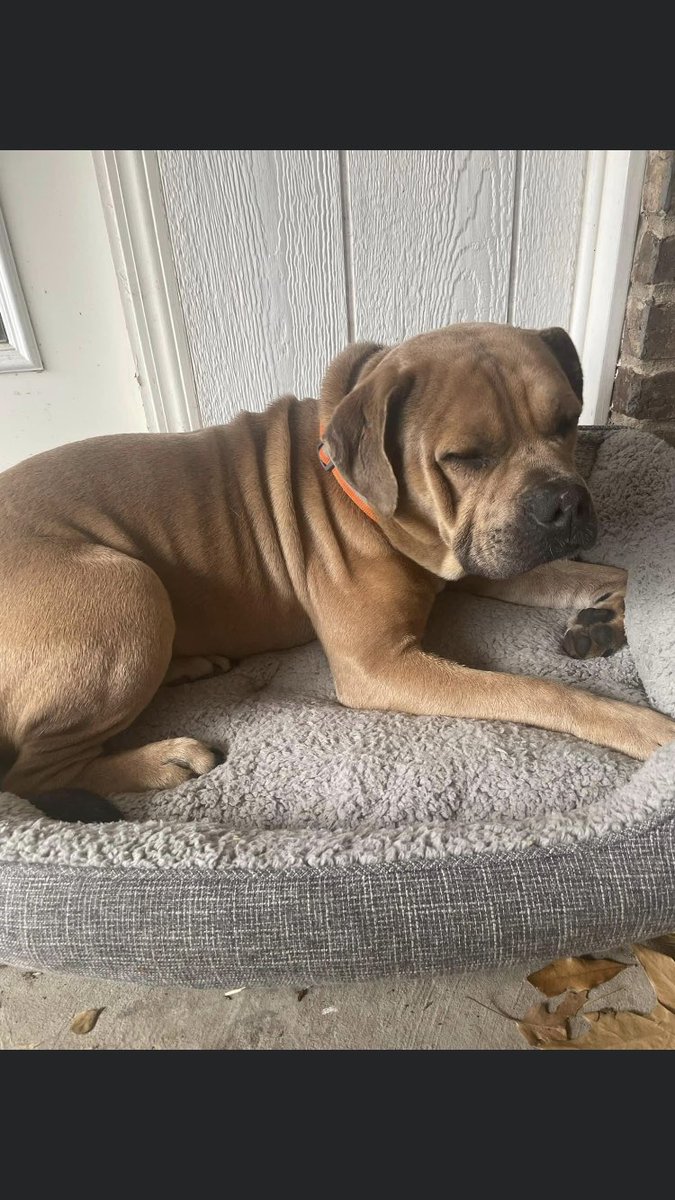 JoeStreck's tweet image. Hey, @corbydavidson found this sweetheart at zboaz park in west Fort Worth area last night, clearly abandoned. Sweet dog. Please help spread the word, he needs a permanent home.