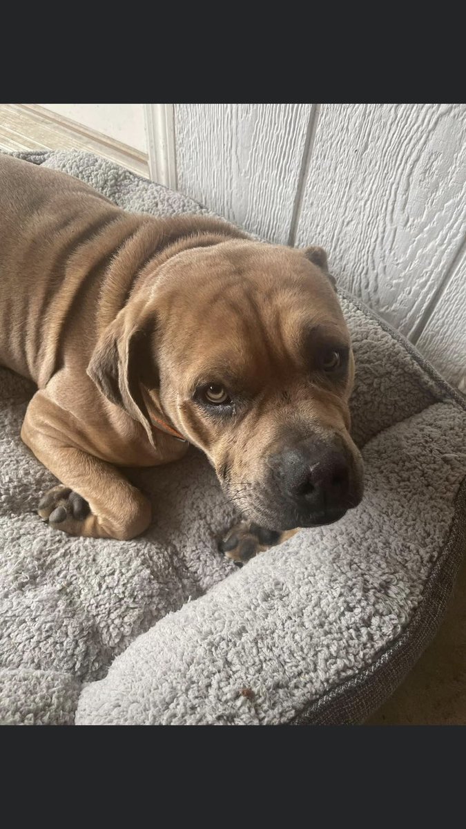 JoeStreck's tweet image. Hey, @corbydavidson found this sweetheart at zboaz park in west Fort Worth area last night, clearly abandoned. Sweet dog. Please help spread the word, he needs a permanent home.