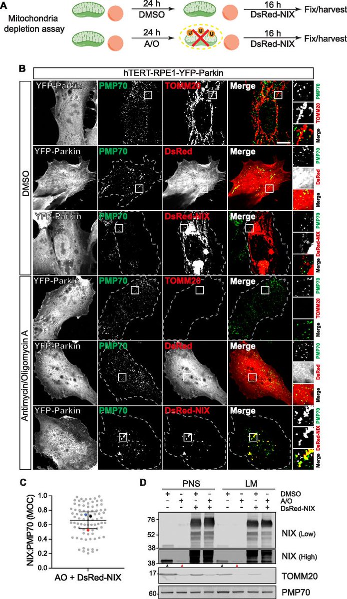 Pexophagy occurs via distinct NIX- and USP30/NBR1-dependent pathways. 

life-science-alliance.org/content/6/5/e2…