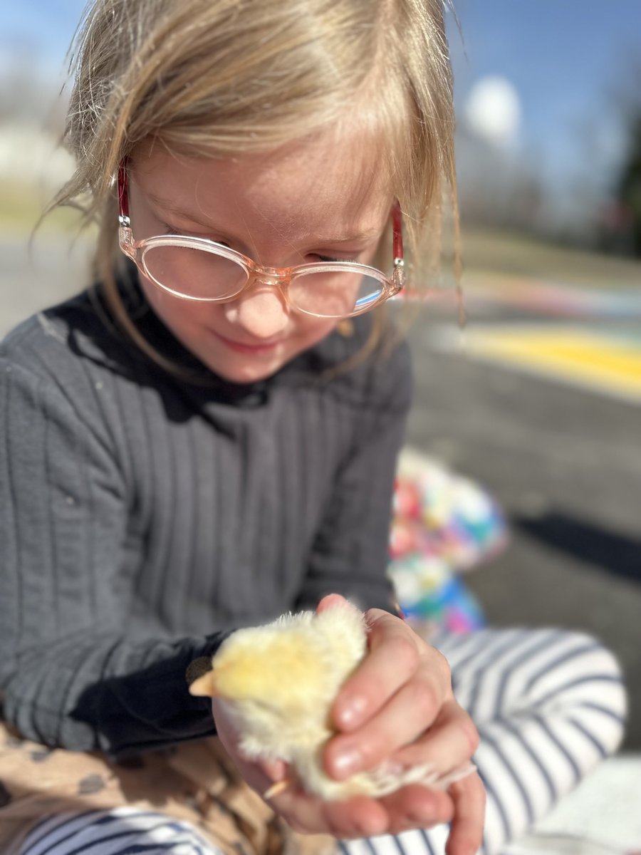 Cartycrew's tweet image. We just love these little chicks so much! Hands on learning is the best.🐣🐥
