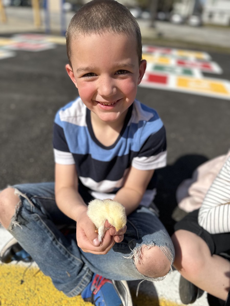 Cartycrew's tweet image. We just love these little chicks so much! Hands on learning is the best.🐣🐥