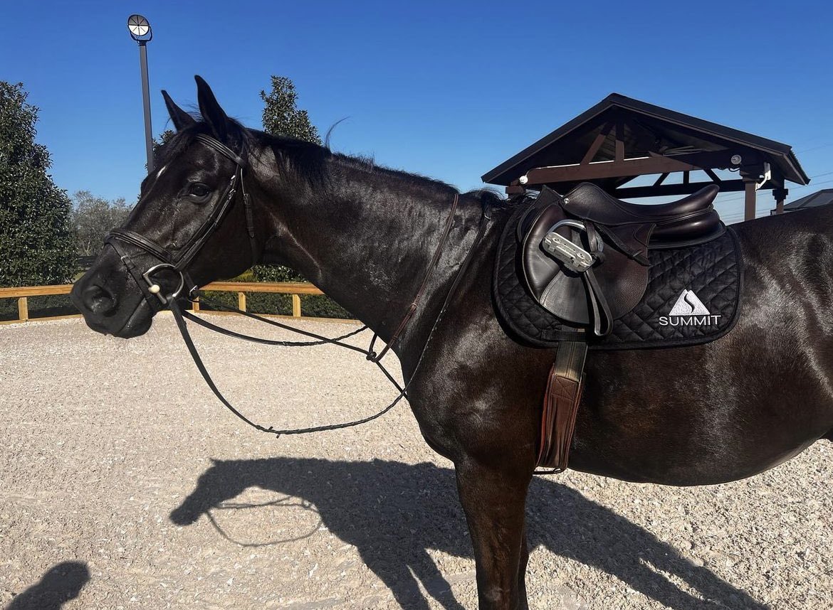 eternapureusa's tweet photo. Spotted 🤩 a cute hunter with a Summit pad ready for the winter season 🤗 

#summitmax #winterinflorida #wef #wec #wellington #hunterjumper #equestrian #equestrianlife https://t.co/ePtJKCbpWF