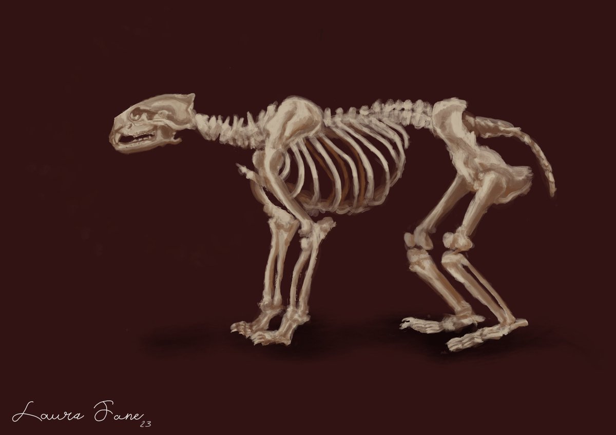 LauraJaneArt's tweet photo. Bear Skeleton - Painted in Procreate 🐻💀

I’m currently working through the first exercise of the book Designing Creatures and Characters by Marc Taro Holmes. I have to design mythical characters on top of an existing skeleton, and of course I picked a bear! #digitalart #artwork https://t.co/RPIZWDMVB8