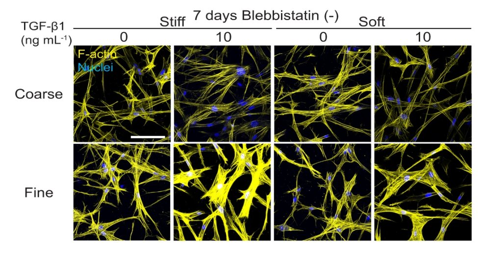 Dermal Cell News tweet media