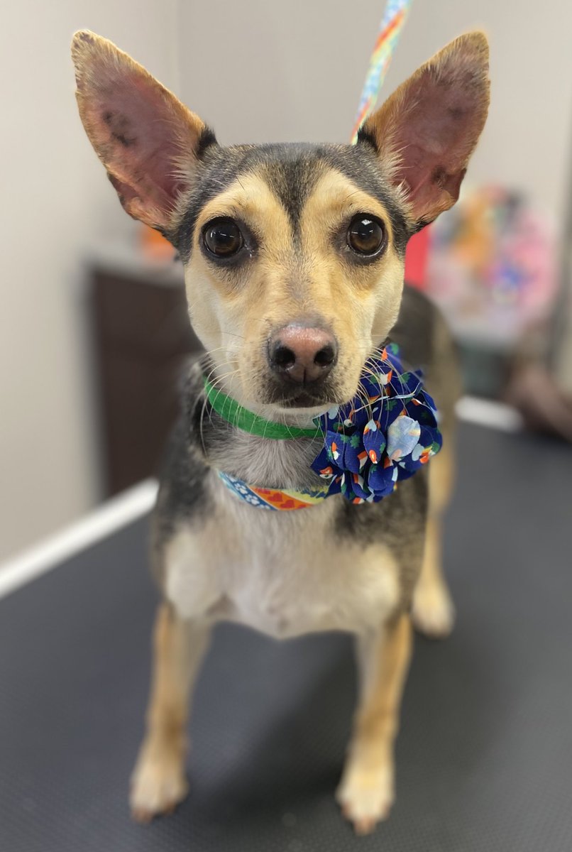 I’m a sucker for beady eyes and big ears! 🥰 This sweet girl is SO good for the groom! She even falls asleep during the bath. 🥹 I mean…come on! Doesn’t get much cuter than that! ❤️ #doggroomer #DogsofTwittter