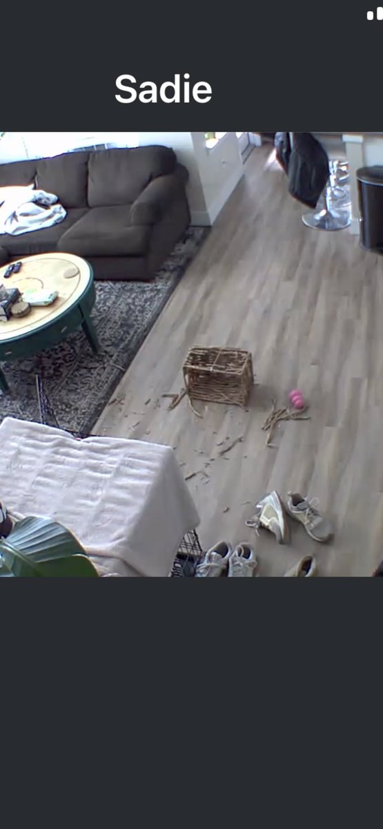 blake_fergen's tweet photo. Sadie is NOT a fan of the toy bin I bought her… https://t.co/wB4cAy5NjK
